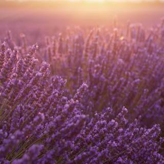 Lavender field iPhone wallpaper