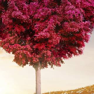 Love 4k iPhone wallpaper