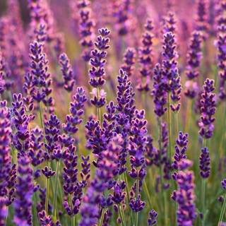 Lavender field iPhone wallpaper