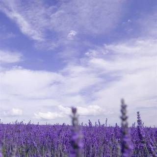 Lavender field iPhone wallpaper
