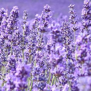 Lavender field iPhone wallpaper