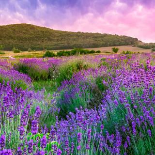 Lavender field iPhone wallpaper