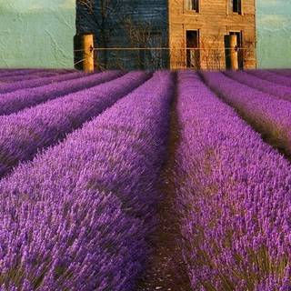 Lavender field iPhone wallpaper