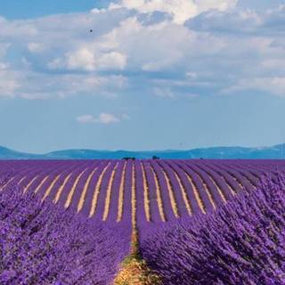 Lavender field iPhone wallpaper
