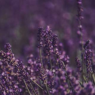 Lavender field iPhone wallpaper