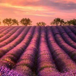 Lavender field iPhone wallpaper