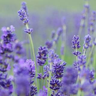 Lavender field iPhone wallpaper