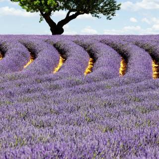 Lavender field iPhone wallpaper