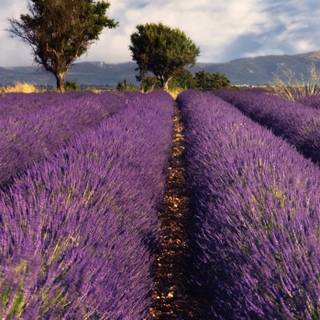 Lavender field iPhone wallpaper