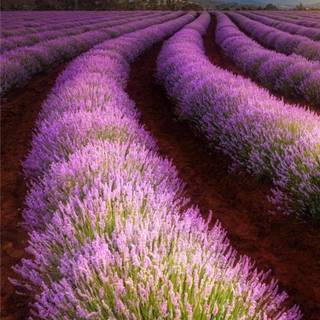 Lavender field iPhone wallpaper
