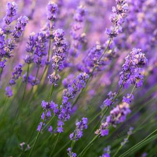 Lavender field iPhone wallpaper
