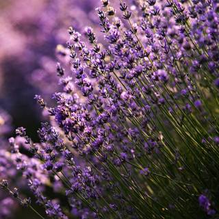 Lavender field iPhone wallpaper