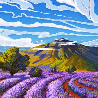 Lavender field iPhone wallpaper