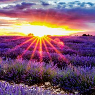 Lavender field iPhone wallpaper