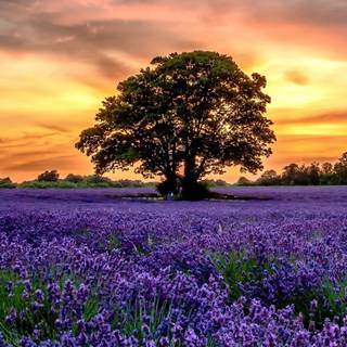 Lavender field iPhone wallpaper