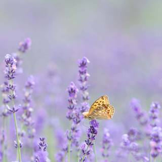 Lavender field iPhone wallpaper