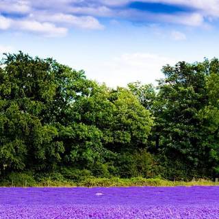 Lavender field iPhone wallpaper