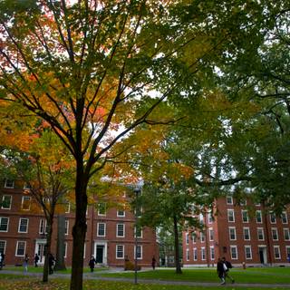 Harvard aesthetic wallpaper