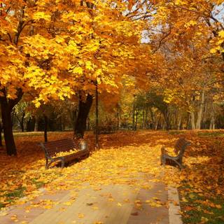 Autumn forest PS4 wallpaper