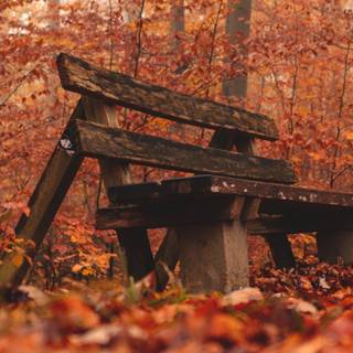 Autumn forest PS4 wallpaper