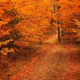 Autumn forest PS4 wallpaper