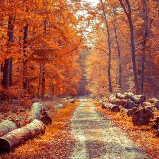 Autumn forest PS4 wallpaper