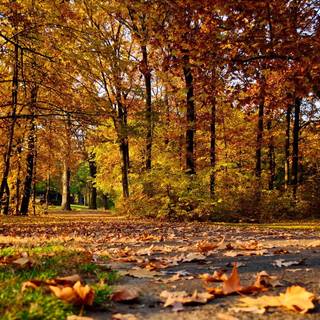 Autumn forest PS4 wallpaper