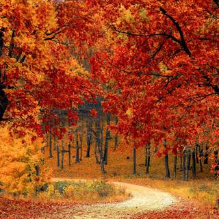 Autumn forest PS4 wallpaper