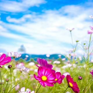 Summer florals wallpaper