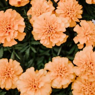 Summer florals wallpaper