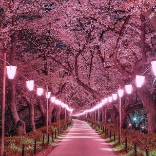 Sakura forest wallpaper