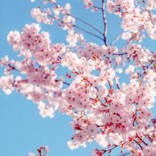 Sakura forest wallpaper