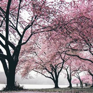 Sakura forest wallpaper