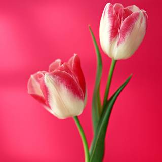 Vertical screen wallpaper