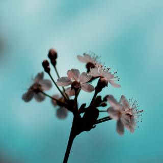 Unrealistic wallpaper