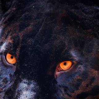 Minimal black animal wallpaper