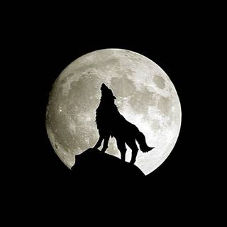 Minimal black animal wallpaper