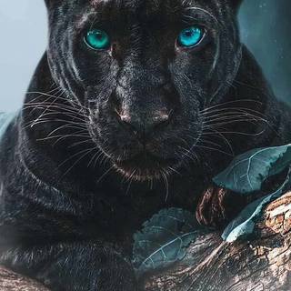 Minimal black animal wallpaper