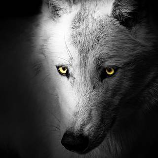 Minimal black animal wallpaper