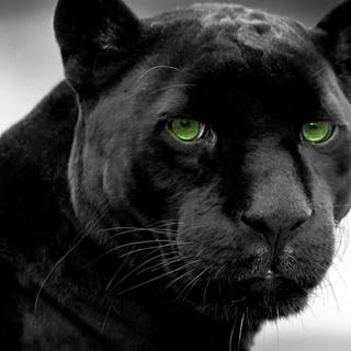 Minimal black animal wallpaper