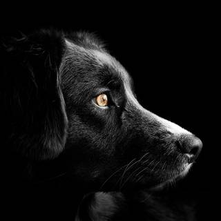 Minimal black animal wallpaper