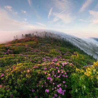 Foggy spring mountains wallpaper