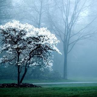 Foggy spring mountains wallpaper