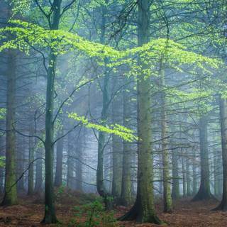 Foggy spring mountains wallpaper