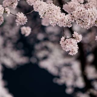 Spring 4k smartphone wallpaper