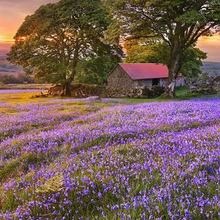 Spring 4k smartphone wallpaper