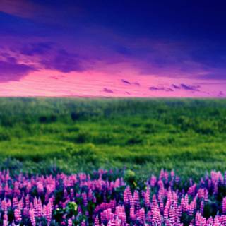 Spring 4k smartphone wallpaper