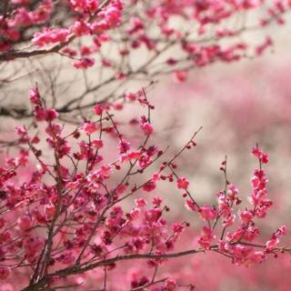 Spring 4k smartphone wallpaper