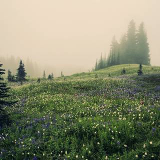 Foggy spring mountains wallpaper