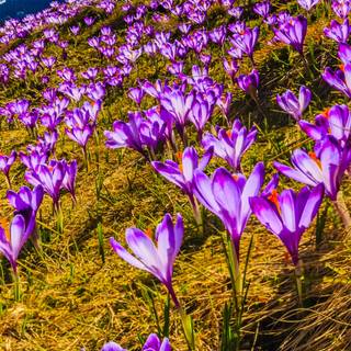 Spring 4k smartphone wallpaper